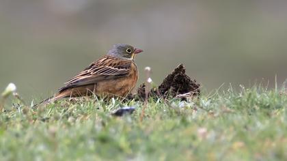 Ortolan Bunting