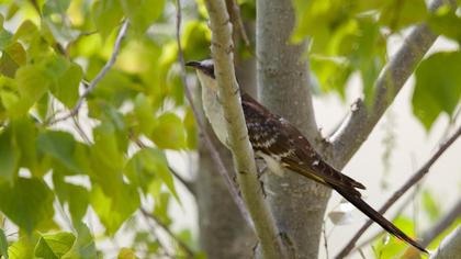 Great Spotted Cuckoo