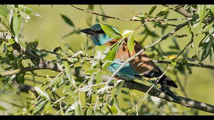 European Roller