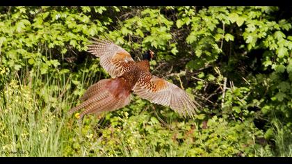 Common Pheasant