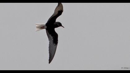 White-winged Tern