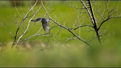 Common Cuckoo