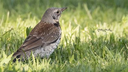 Fieldfare