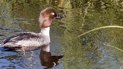 Common Goldeneye