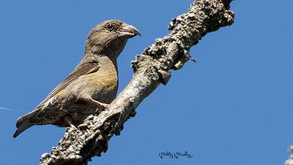 Red Crossbill