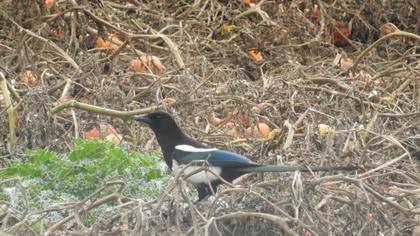 Eurasian Magpie