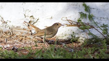 Thrush Nightingale