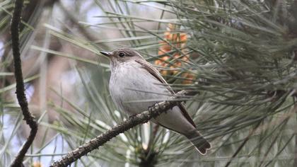 Spotted Flycatcher