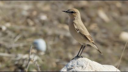 Isabelline Wheatear