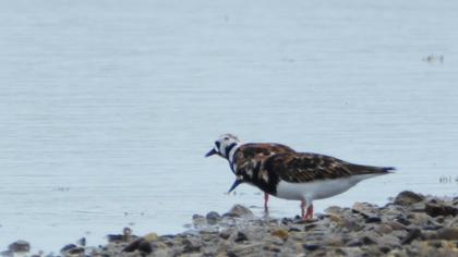 Ruddy Turnstone