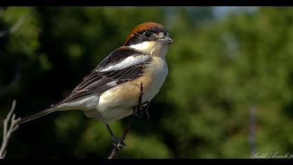 Kızılbaşlı örümcekkuşu