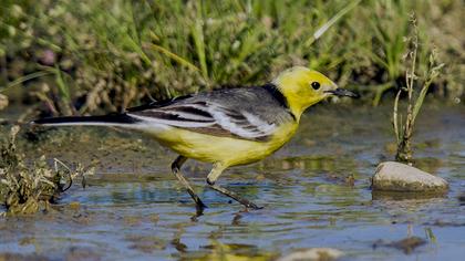 Citrine Wagtail