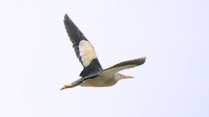Little Bittern