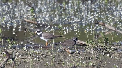 Common Ringed Plover