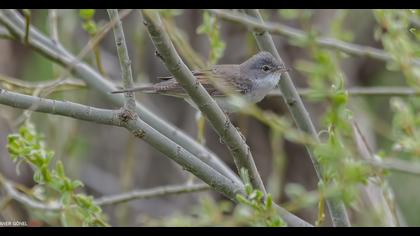 Common Whitethroat