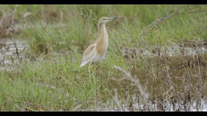 Squacco Heron