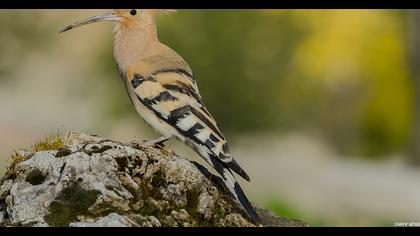 Eurasian Hoopoe