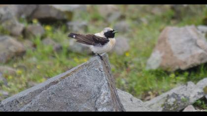 Black-eared Wheatear
