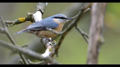 Eurasian Nuthatch