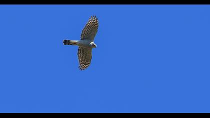 Eurasian Sparrowhawk