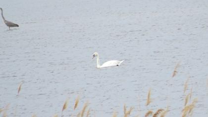 Mute Swan