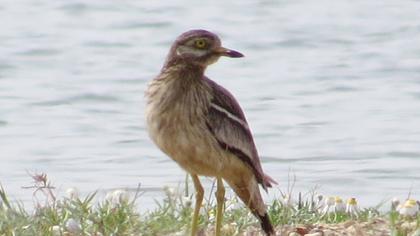 Eurasian Stone-curlew