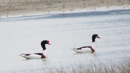 Common Shelduck