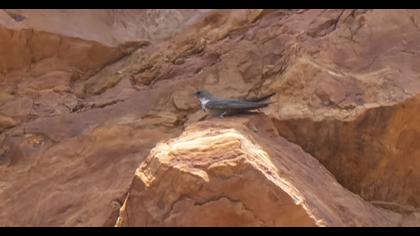 Eurasian Crag Martin
