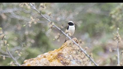 Black-eared Wheatear