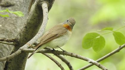 Red-breasted Flycatcher