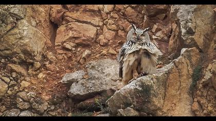 Eurasian Eagle-Owl