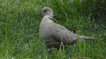 Eurasian Collared Dove