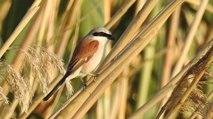 Red-backed Shrike