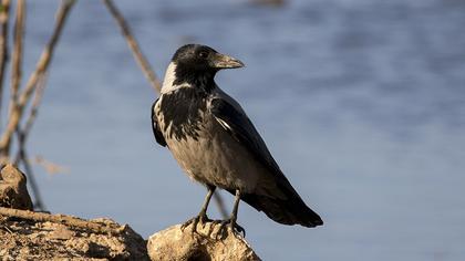 Hooded Crow