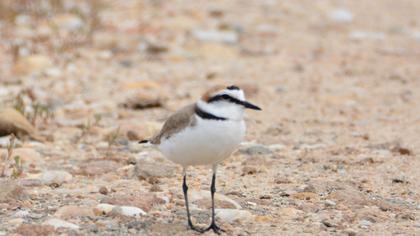 Kentish Plover