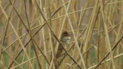 Great Reed Warbler