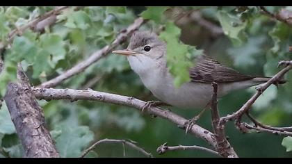 Eastern Olivaceous Warbler