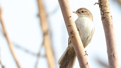 Cetti`s Warbler