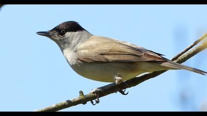 Eurasian Blackcap