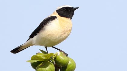 Black-eared Wheatear