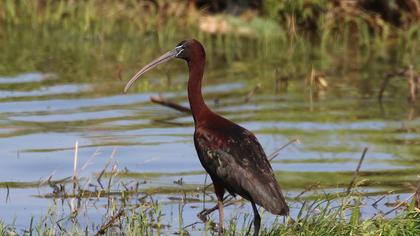 Glossy Ibis