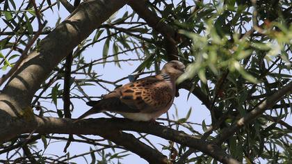 European Turtle Dove