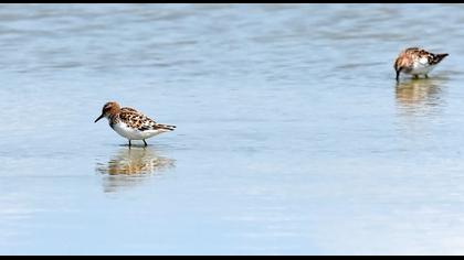 Little Stint
