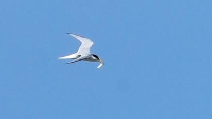 Little Tern