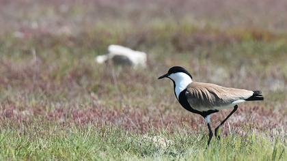 Spur-winged Lapwing