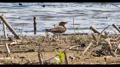 Collared Pratincole