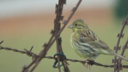 European Serin