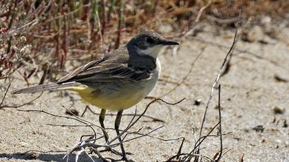 Grey Wagtail