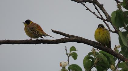 Black-headed Bunting