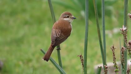 Red-backed Shrike